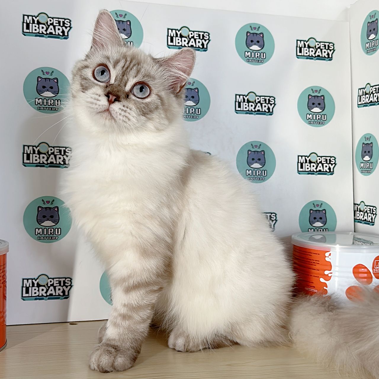 Birman Persian Kitten (Male) For Sale