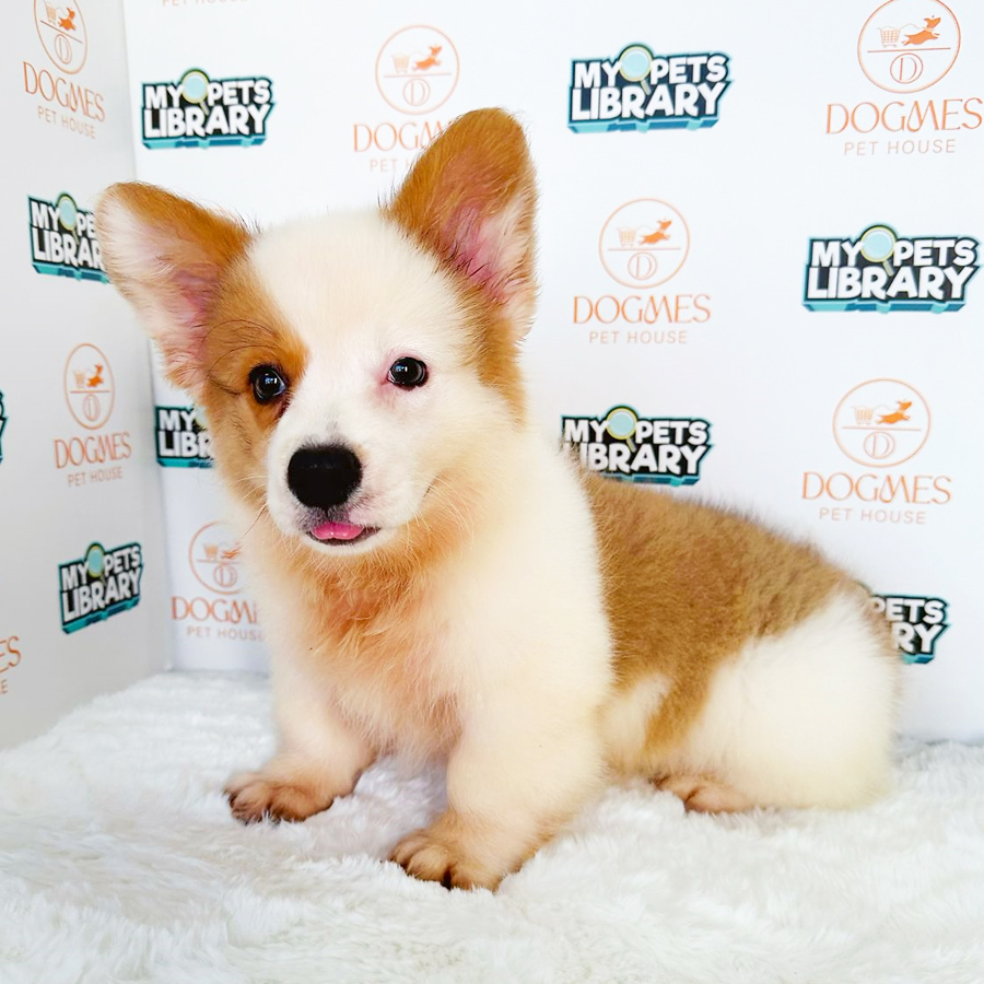 Welsh Corgi Puppy (Male) For Sale