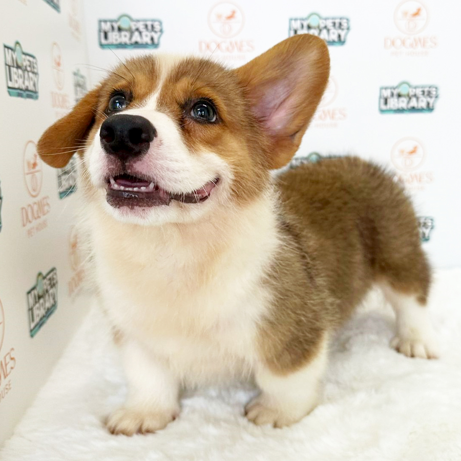 Welsh Corgi Puppy (Male) For Sale
