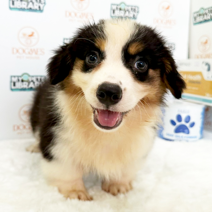 Welsh Corgi Puppy (Male) For Sale
