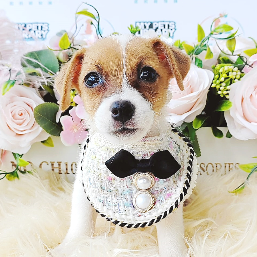 Jack Russell Puppy (Female) For Sale