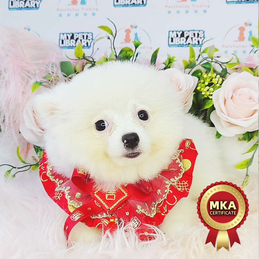 MKA Pomeranian Puppy (Male) For Sale
