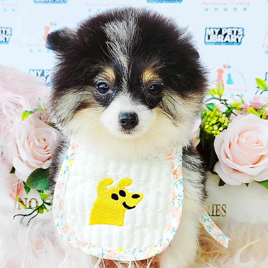 Pomeranian Puppy (Male) For Sale