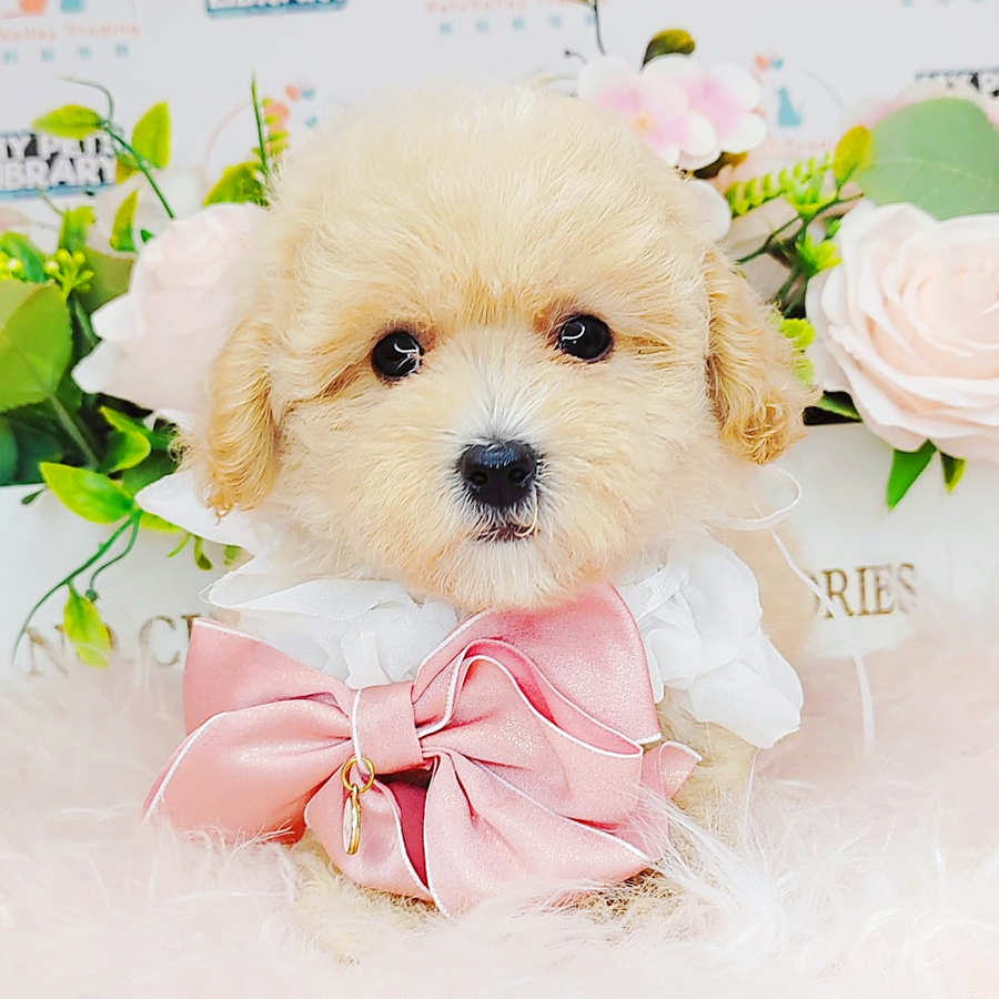 Toy Poodle Puppy (Female) For Sale