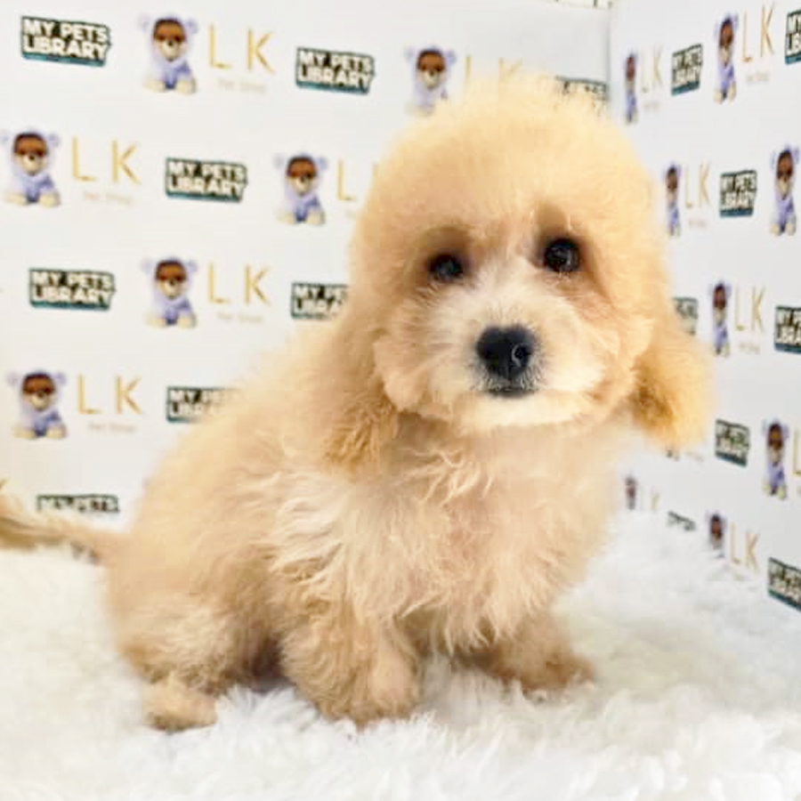 Maltipoo Puppy (Female) For Sale