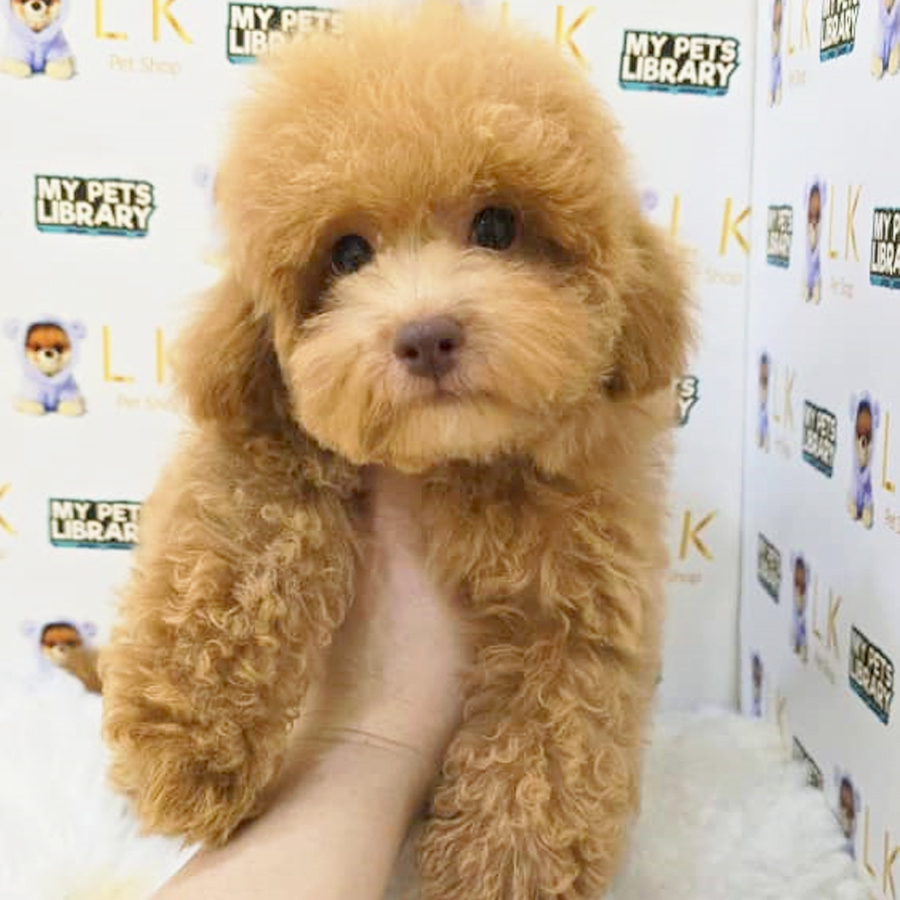 Toy Poodle Puppy (Male) For Sale