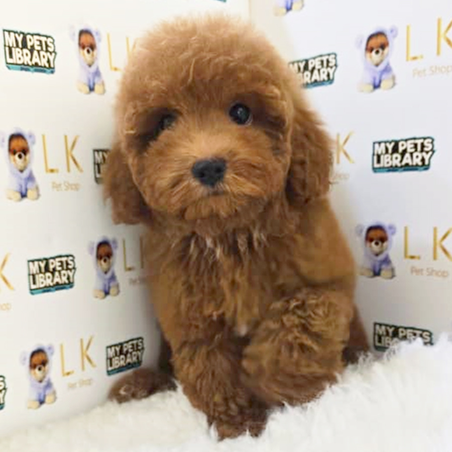 Toy Poodle Puppy (Male) For Sale