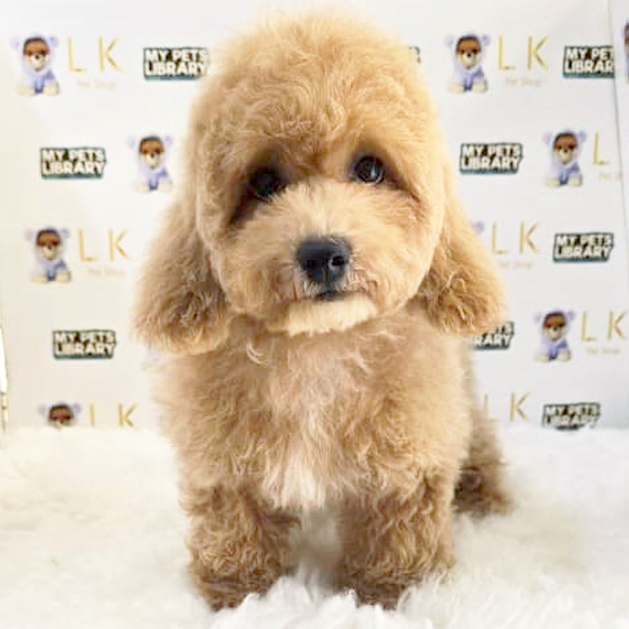 Toy Poodle Puppy (Female) For Sale