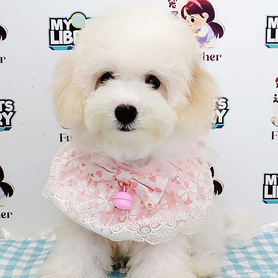 Bichon Puppy (Female) For Sale
