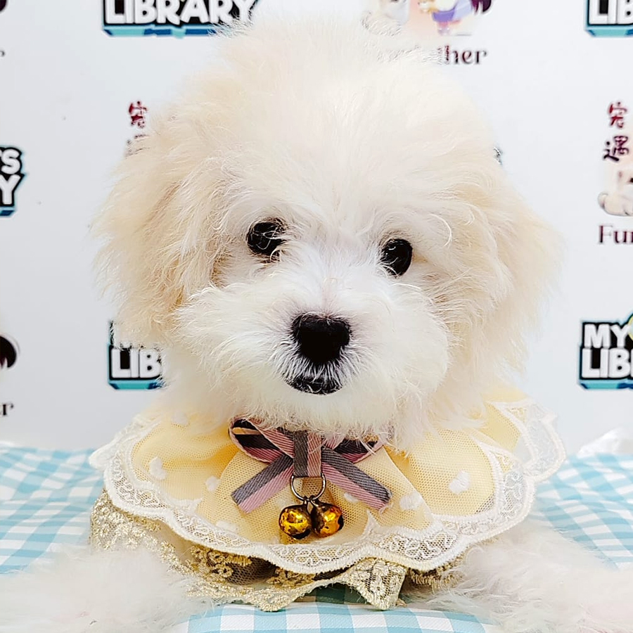 Maltipoo Puppy (Male) For Sale
