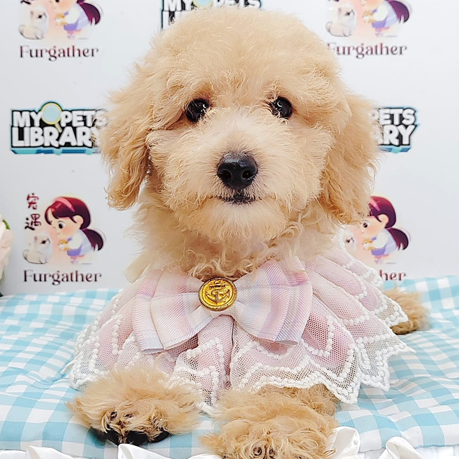 Poodle Puppy (Female) For Sale