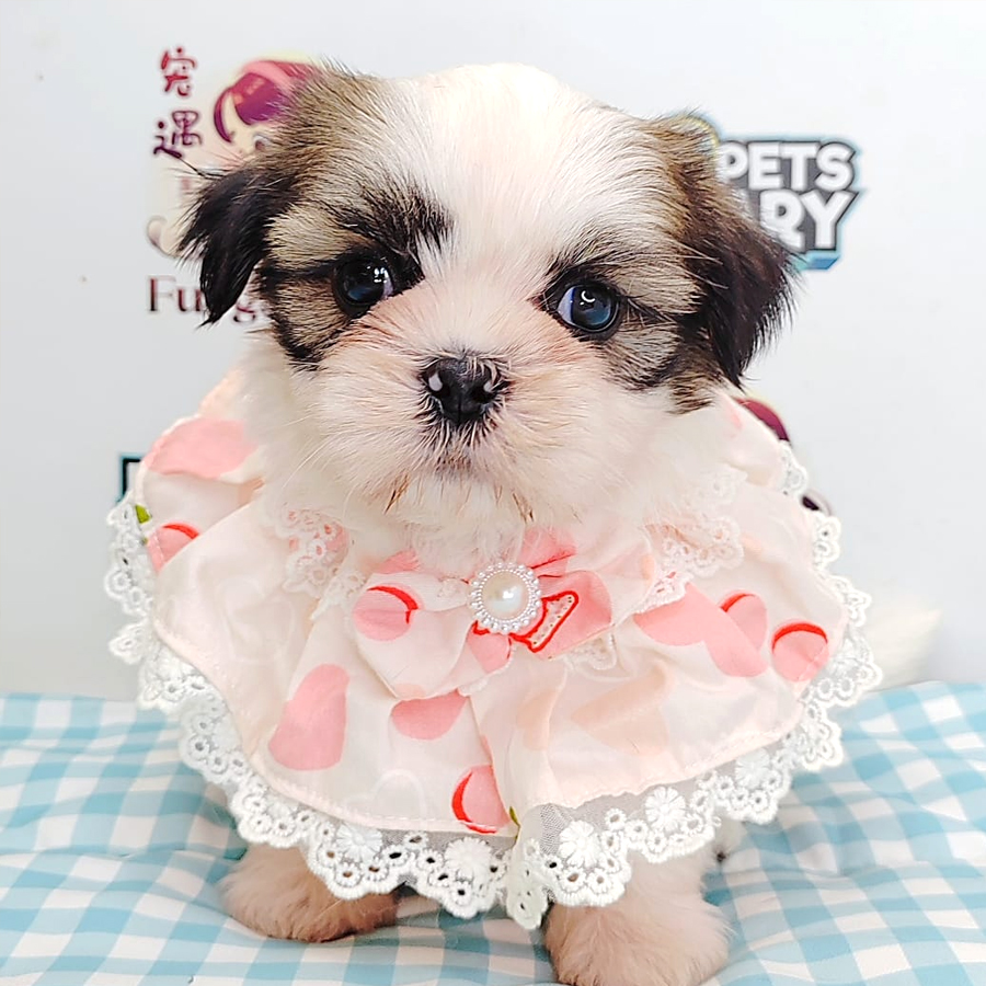 Shih Tzu Puppy (Female) For Sale