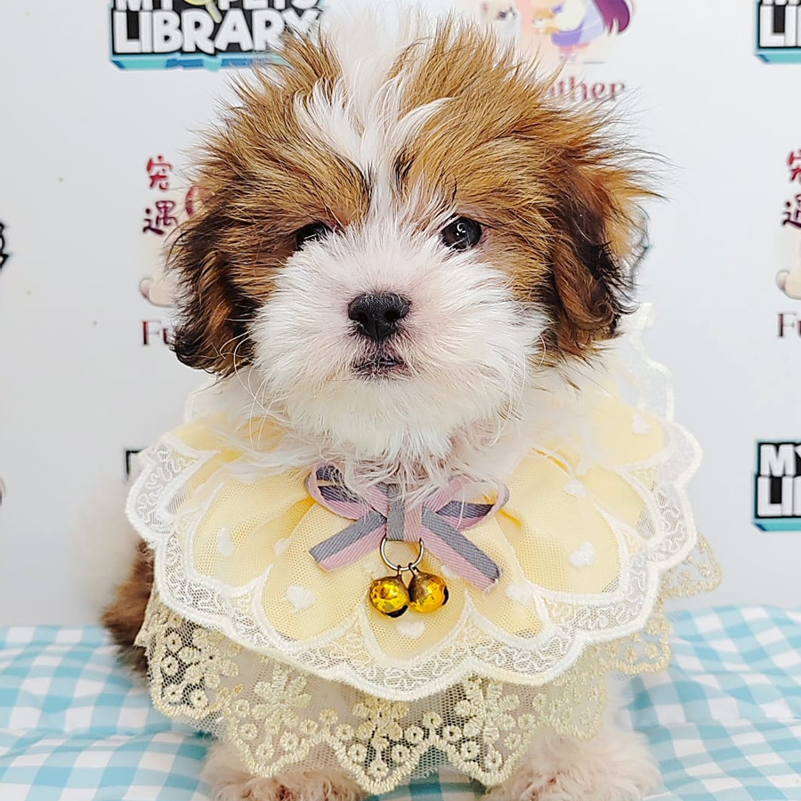 Shihpoo Puppy (Male) For Sale