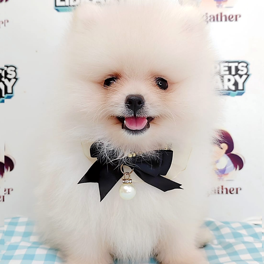 Pomeranian Puppy (Male) For Sale
