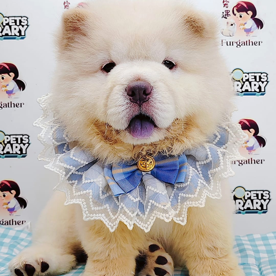 Chow Chow Puppy (Female) For Sale