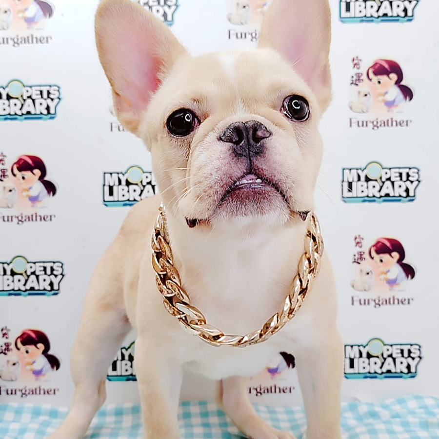 French Bulldog Puppy (Male) For Sale