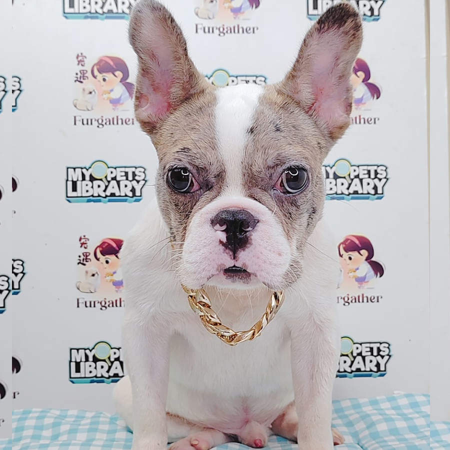 French Bulldog Puppy (Male) For Sale