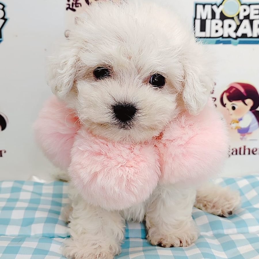 Bichon Puppy (Male) For Sale