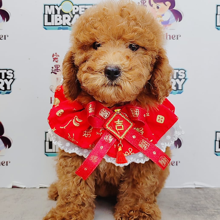 Poodle Puppy (Female) For Sale