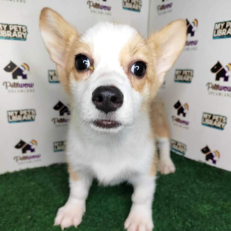 Pembroke Welsh Corgi Puppy (Female) For Sale