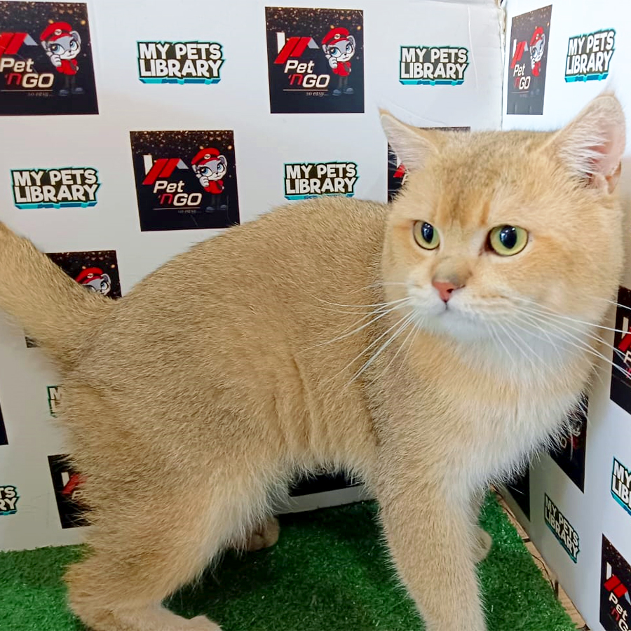 British Shorthair Kitten (Male) For Sale