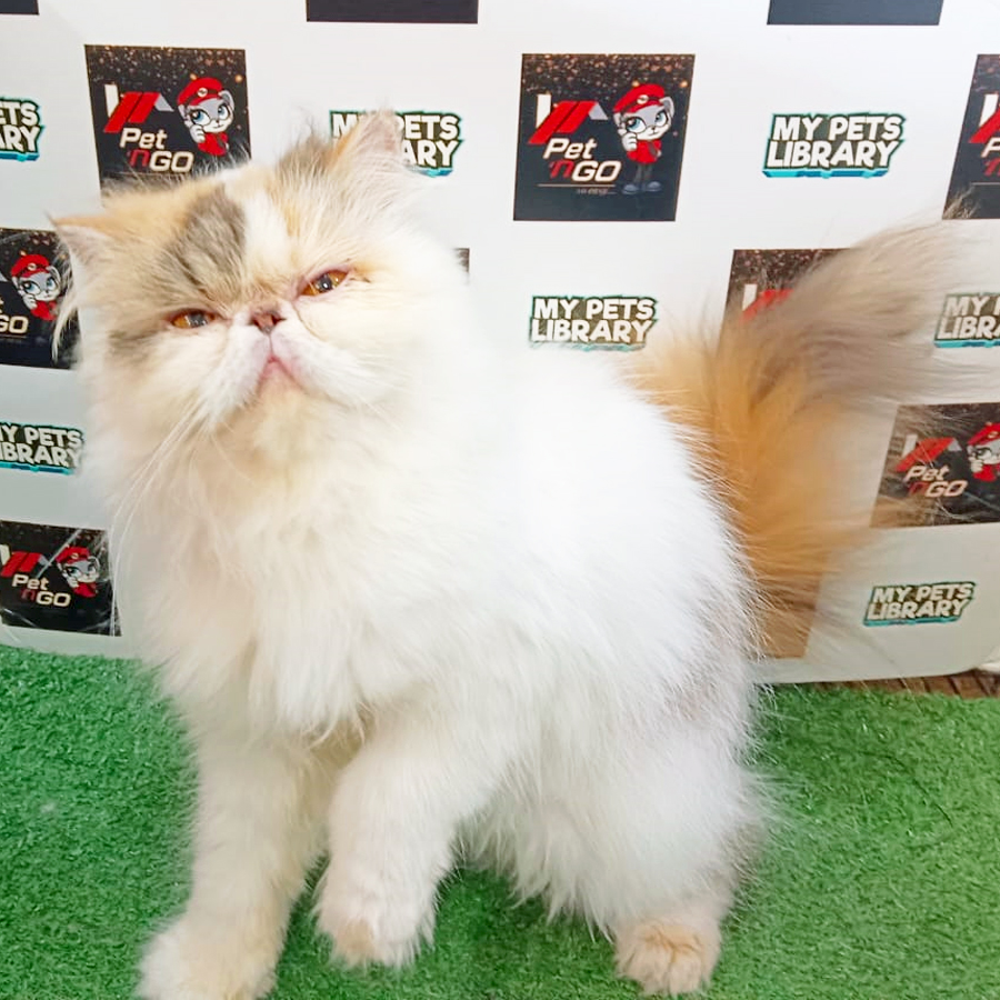 Persian Kitten (Female) For Sale