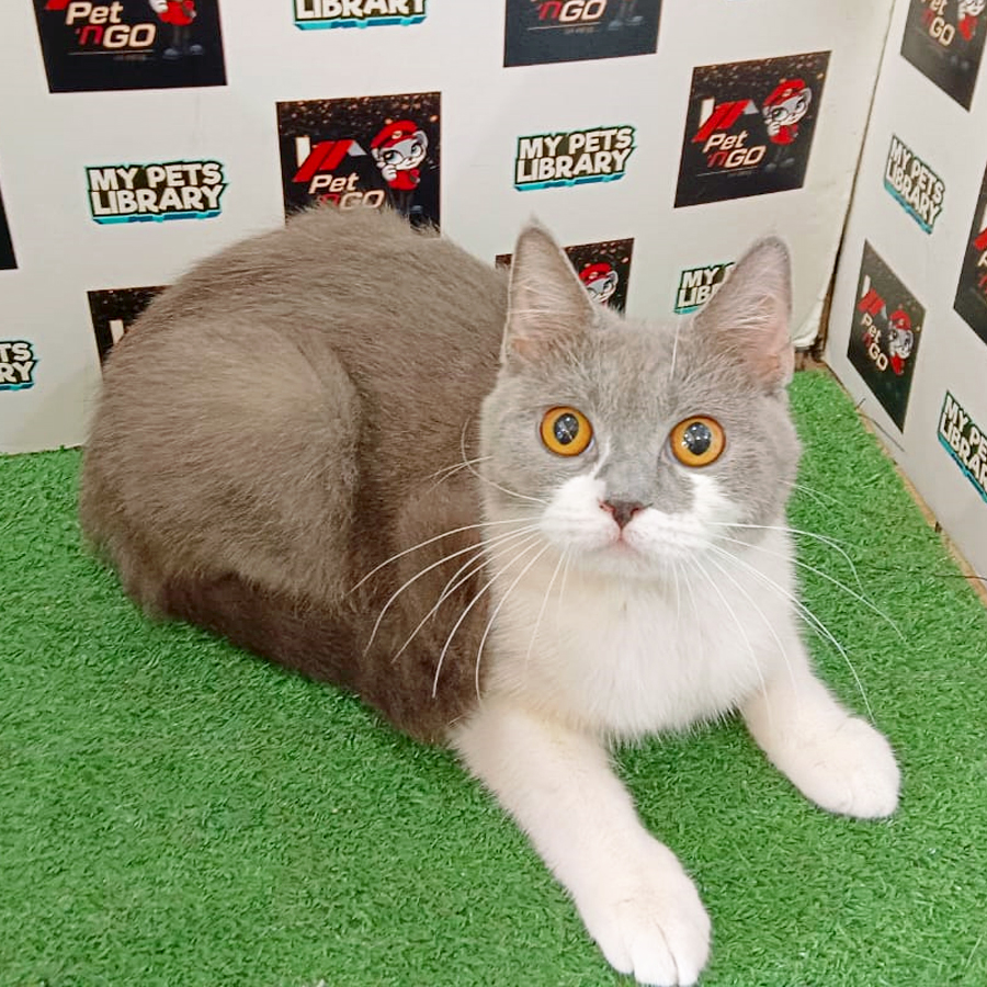British Shorthair Kitten (Female) For Sale