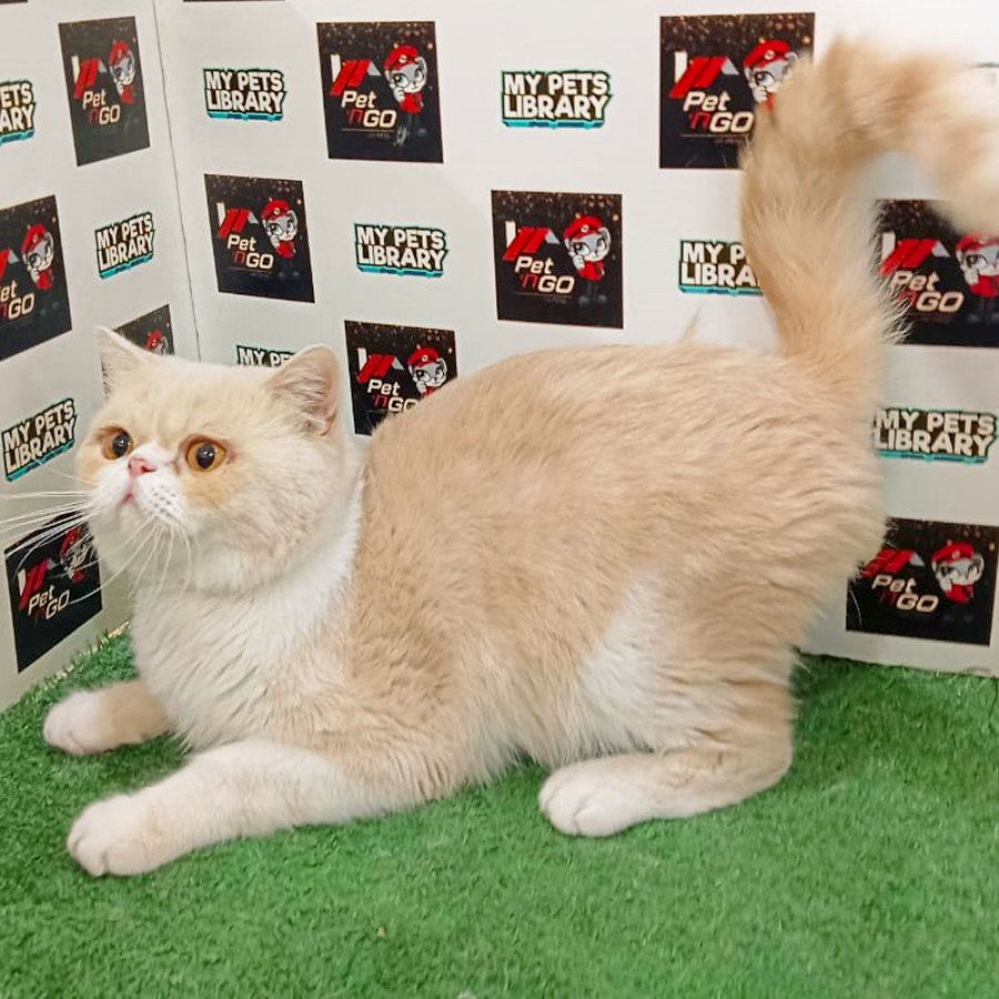 Exotic Shorthair Kitten (Male) For Sale