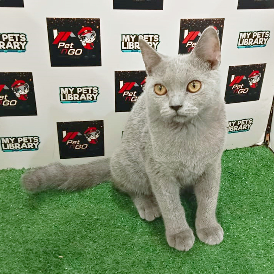 British Shorthair Kitten (Male) For Sale