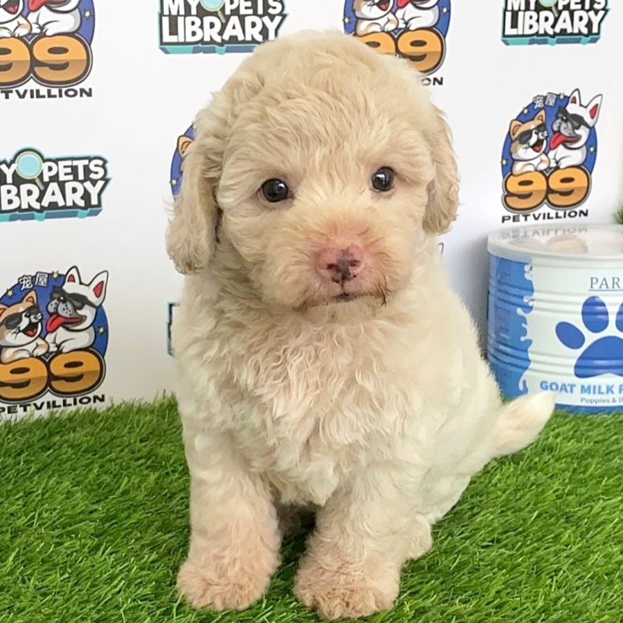 Toy Poodle Puppy (Male) For Sale