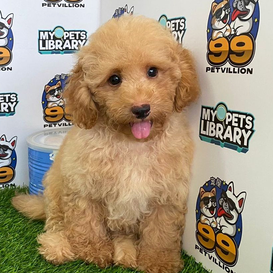 Toy Poodle Puppy (Male) For Sale