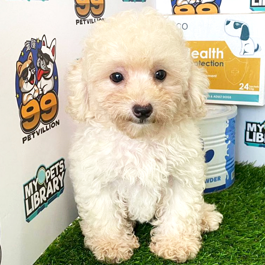 Toy Poodle Puppy (Female) For Sale