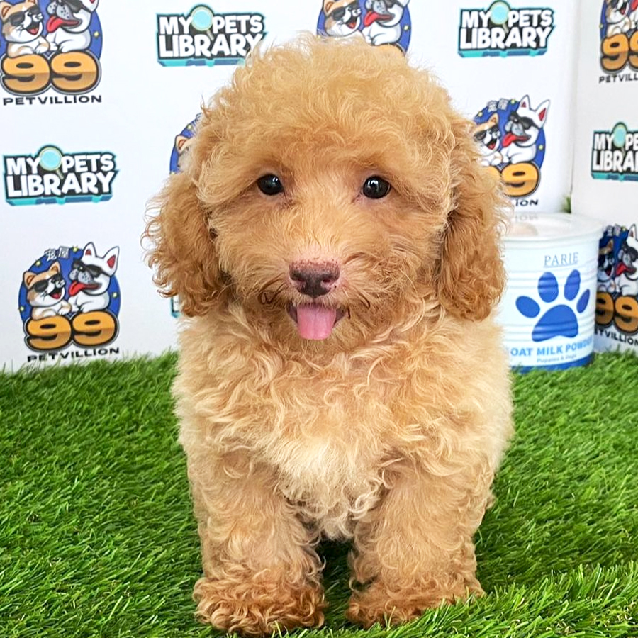 Toy Poodle Puppy (Female) For Sale