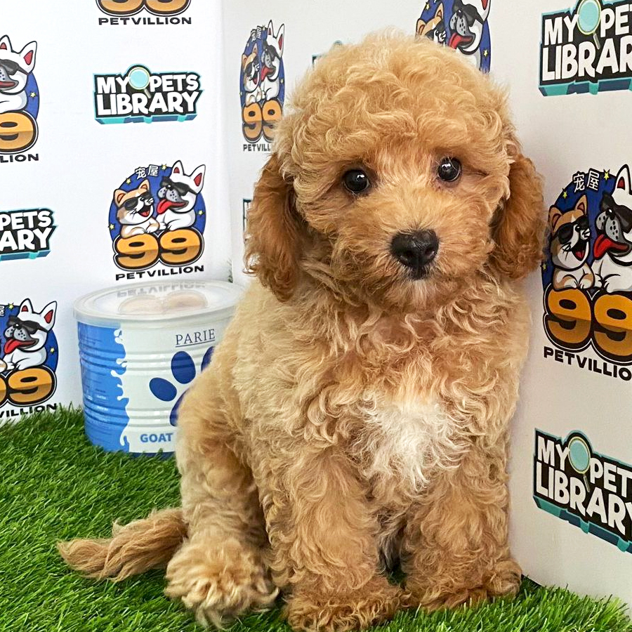 Toy Poodle Puppy (Female) For Sale