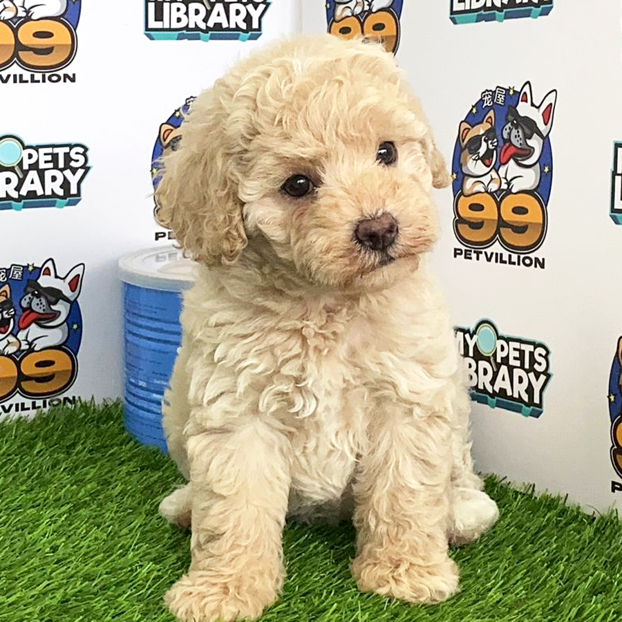 Toy Poodle Puppy (Female) For Sale