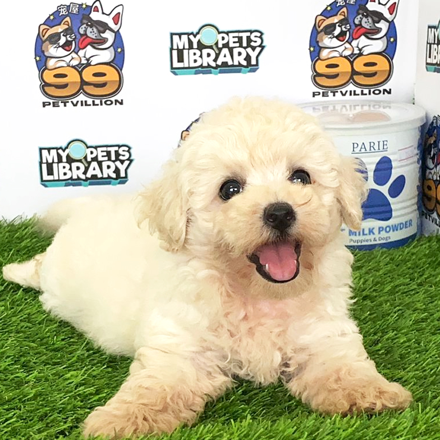 Toy Poodle Puppy (Female) For Sale