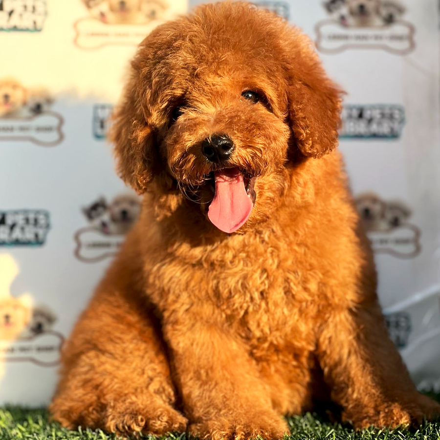 Miniature Poodle Puppy (Female) For Sale