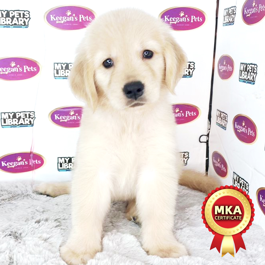 MKA Golden Retriever Puppy (Female) For Sale
