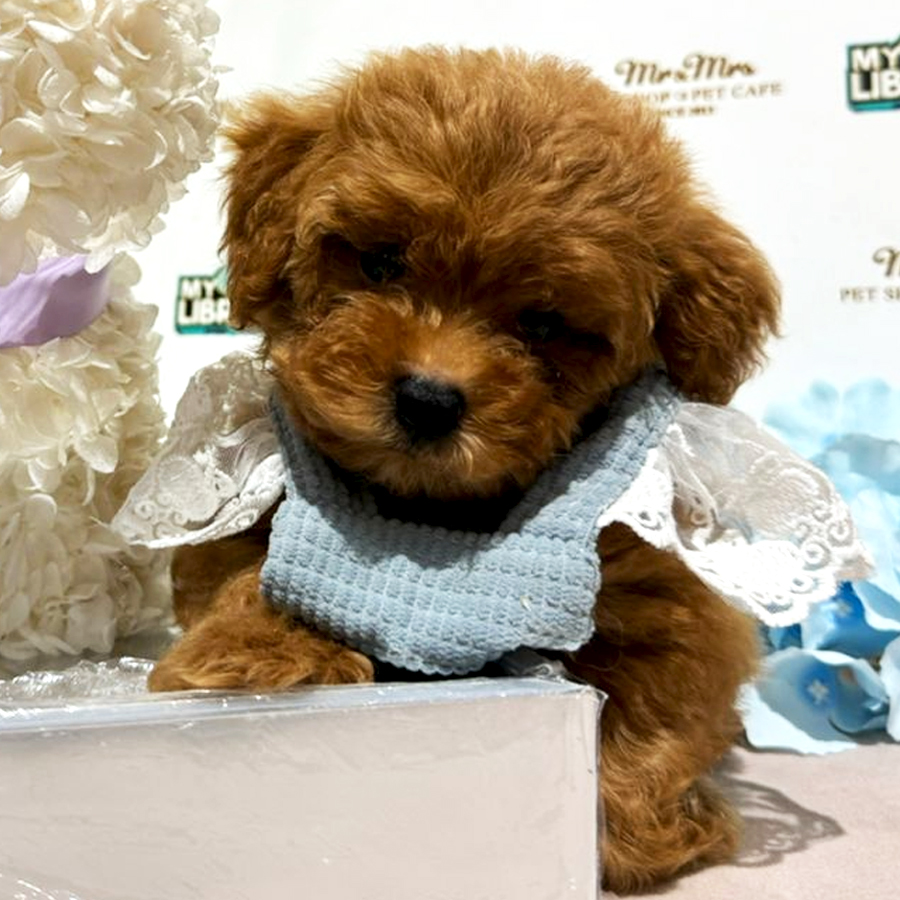 Maltipoo Puppy (Female) For Sale