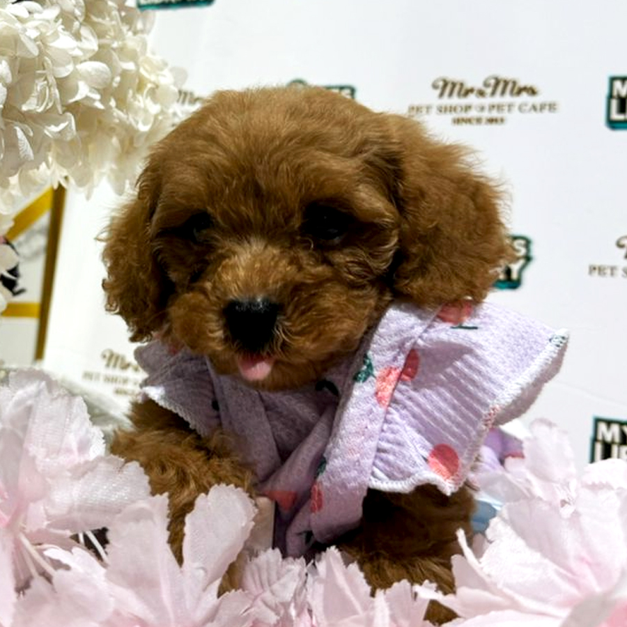 Maltipoo Puppy (Female) For Sale