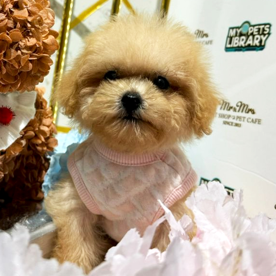 Tiny Maltipoo Puppy (Female) For Sale