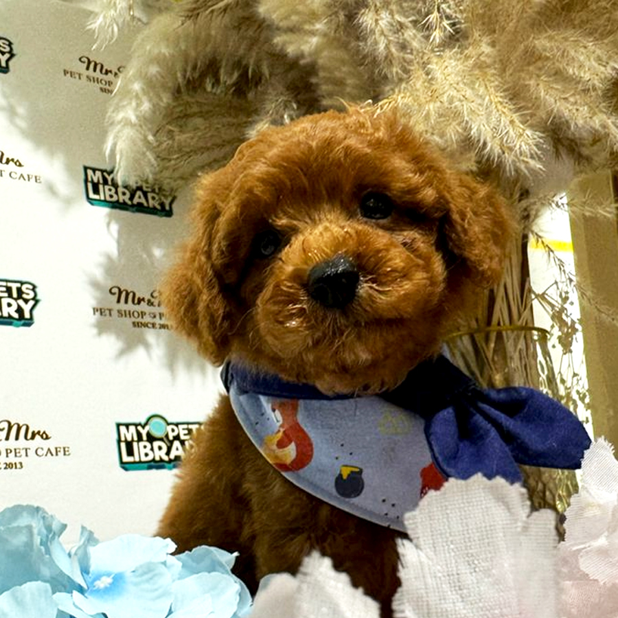 Tiny Toy Poodle Puppy (Male) For Sale