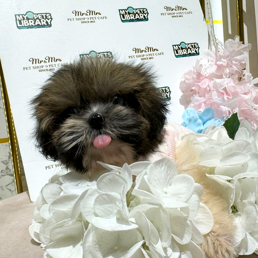 Shih Tzu Puppy (Male) For Sale