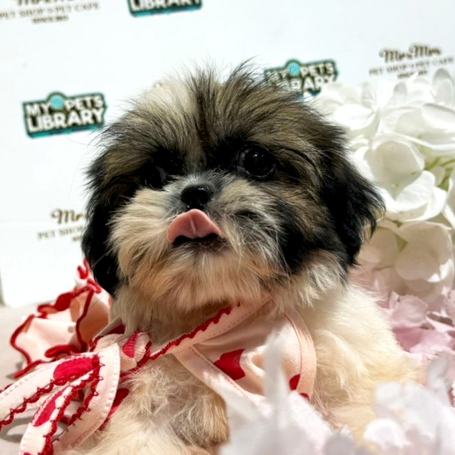Shih Tzu Puppy (Female) For Sale