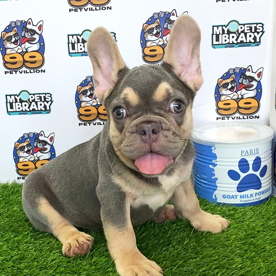 French Bulldog Puppy (Male) For Sale