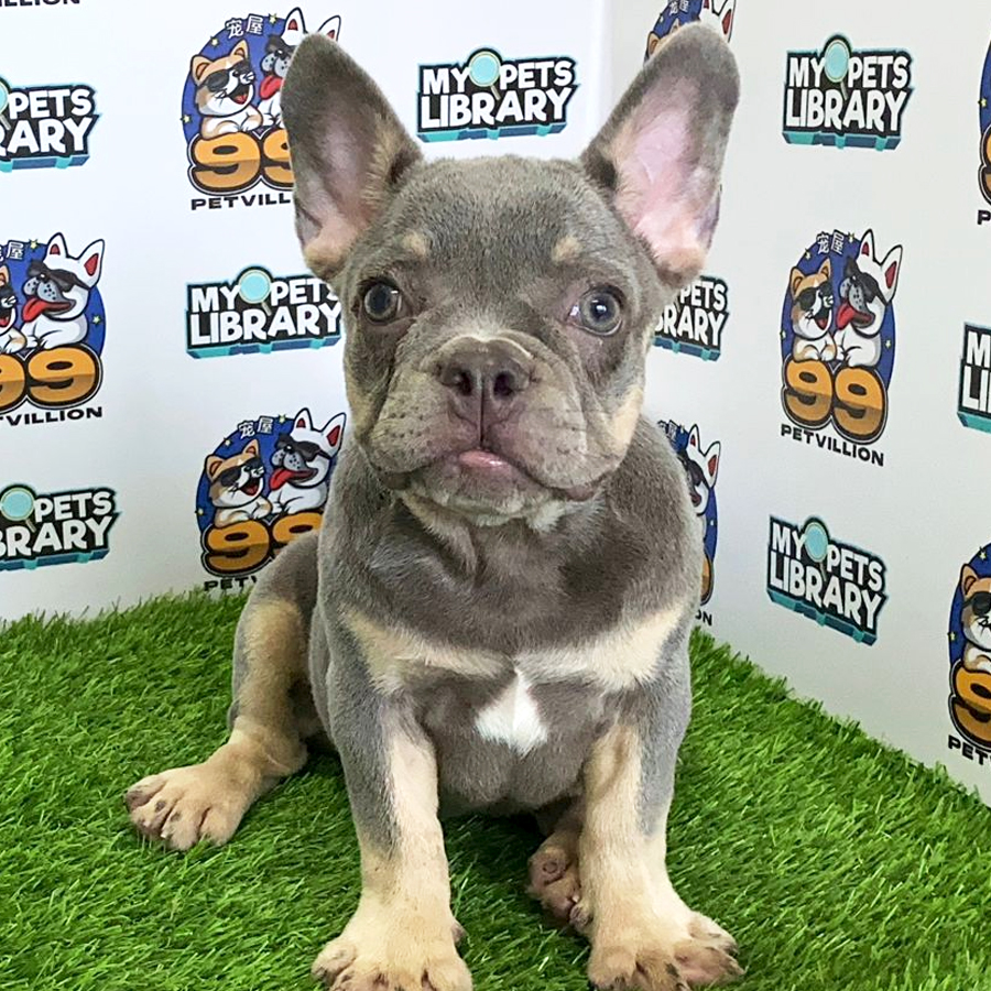 French Bulldog Puppy (Female) For Sale