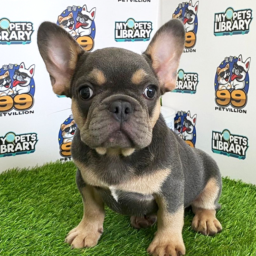 French Bulldog Puppy (Male) For Sale