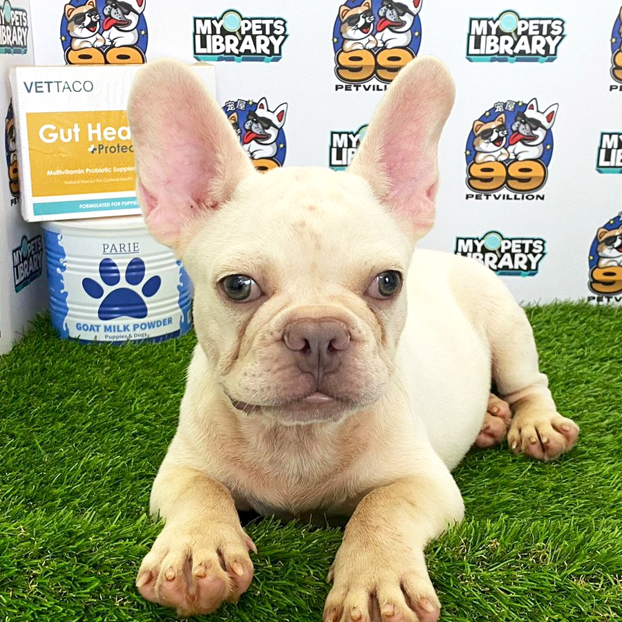 French Bulldog Puppy (Male) For Sale