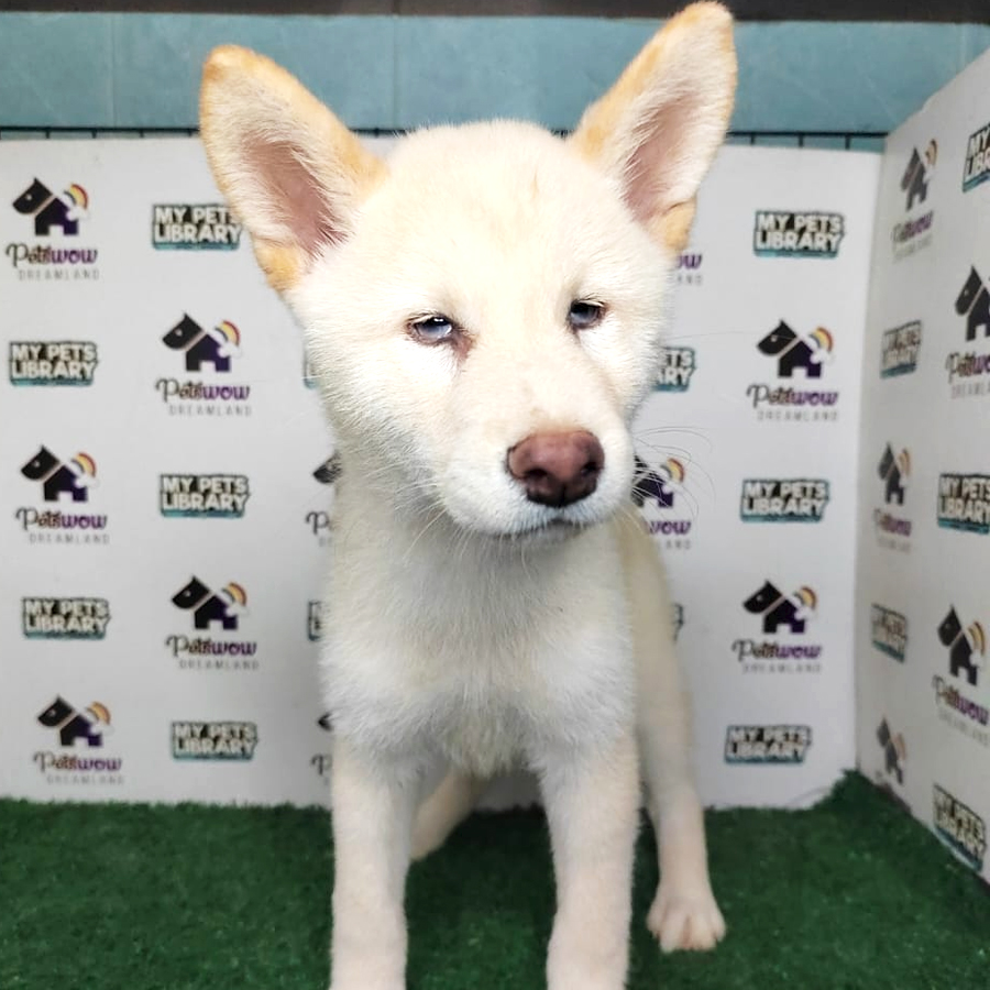Shiba Inu Puppy (Female) For Sale