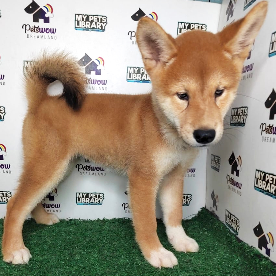 Shiba Inu Puppy (Female) For Sale